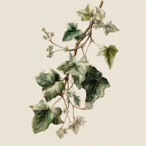 Artic Ivy - Soy Candle