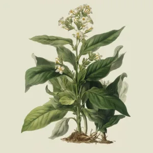 A naturalilst illustration of a blossoming sweet tobacco plant.