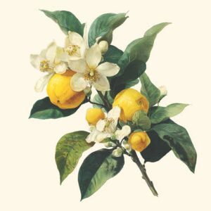 Yuzu Blossom Room + Linen Spray